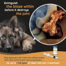 노원 바른 동물의료센터 | 노원 N동물의료센터 시노베틴 OA 후기