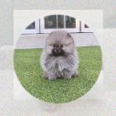 희망동물병원 | 안산 강아지파양 죄책감 속에서 찾은 희망? 반려동물파양 후기