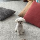 페피 밀(PEPPY MEAL) 이미지