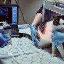 서울하이동물의료센터 이미지