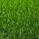 광령지석묘 2호 이미지