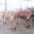 소들목장 이미지