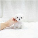 더독스 강아지분양 서울 | 더독스 강아지분양 서울에서 배우는 치석 관리와 건강한 습관