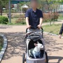 용인 펫막스 - 이비야야 해피트레일러 구매후기 (강아지 유모차 / 강아지 유모차 시승 / 개모차...
