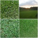 장성잔디생산자영농법인 이미지