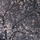 봄밤 | 불광천 벚꽃 야경 + 대림시장 태조 감자국 — 봄밤 코스 후기