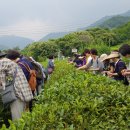 하동야생차박물관 이미지