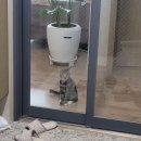 우리집막내 이미지