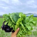 왕창농장 이미지