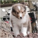 버디독 강아지분양 안심분양센터 서울 영등포점 | 사랑스러운 강아지 분양 사진으로 미리 만나세요!