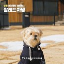 워시웨이 | 양평 애견동반리조트 팔레드차밍 게터웨이 솔직후기