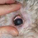 Dr.주 동물병원 이미지