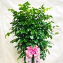 뜰에가득flower | [전국꽃배달 | 양주꽃집 내뜰에] '대박'을 부르는 초록 보석 녹보수 센트럴산단 배송 :: 양주꽃집 양주...