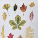 보태니컬아트(색연필그림) 이미지