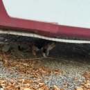 가평 명지산 카라반 글램팽 펜션 | 가평 글램핑 추천 개별바베큐 가을 겨울에 다녀온 내돈내산 찐후기 [가평명지산카라반]