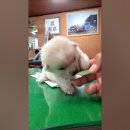 똥강아지 이미지
