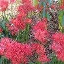 형제식품 이미지