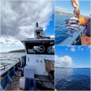 남성중로 | 서귀포 배낚시 체험 처음 해봤어요! 영일호바다배낚시체험 후기