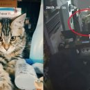 도그PC방 이미지