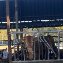 꽃게맨꽃게걸 이미지