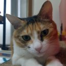 선부1동주민센터 이미지