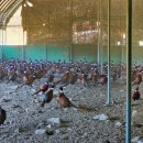 예민꿩농장 이미지