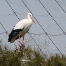 강아지 대공원 이미지