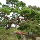 소나무정원 이미지