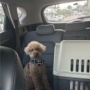 바라겔 | [서산 애견카페 애견동반카페] &#34;바라겔&#34; 다녀온 내돈내산 후기! 한달에 2번이나 방문함!!!