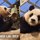난다판다 이미지