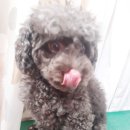 코이독(눈 내리는 강아지마을) 이미지