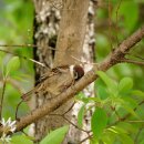 제17회 조지훈예술제 이미지