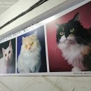 힐링스페이스, 선릉역 고양이카페 「캠핑고양이」