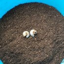 강림농장 이미지