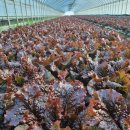 오기농장 이미지