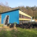 푸른흑염소농장 이미지