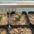 상관농장 이미지