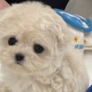 강아지분양 올리펍스 강남점 이미지