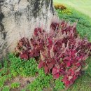 행정심판 소망 행정사무소 이미지