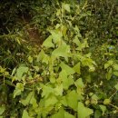 꽃며느리 이미지