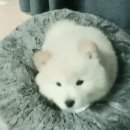 젤리댕댕이 이미지