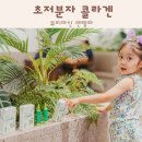 초저분자 콜라겐 먹는 병풀추출물 뷰티마인 센텔라 후기