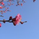 따스한봄날 이미지