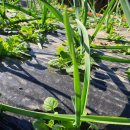 홍산농약 이미지