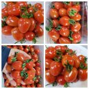 튼실하고 맛잇는 대추방울토마토 착한가격갑니다 이미지