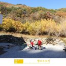 평안한치길 | 강원 평창 단풍명소 옐로우트리 카페 은행나무숲