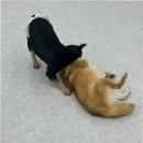 부산애견호텔 댕스스쿨 | 부산 애견호텔 믿을 수 있는 댕스스쿨