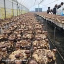 김미자농장 이미지