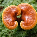 불로초교 이미지