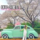 팡팡태권도장 | 대구 이월드 벚꽃 실시간 만개 주말 눈치게임 대성공 / 놀이기구, 할인, 포토존